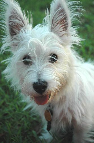 https://images.dog.ceo/breeds/terrier-westhighland/n02098286_5549.jpg