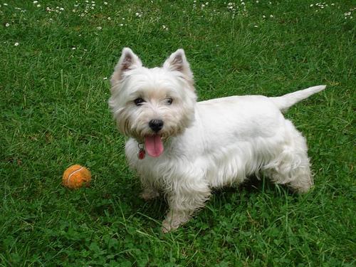 https://images.dog.ceo/breeds/terrier-westhighland/n02098286_5681.jpg