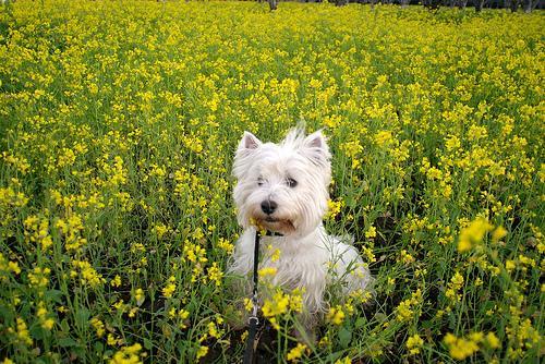 https://images.dog.ceo/breeds/terrier-westhighland/n02098286_577.jpg