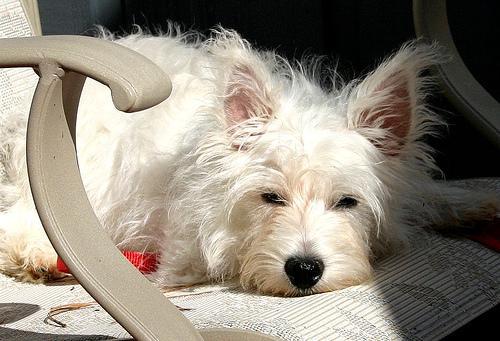 https://images.dog.ceo/breeds/terrier-westhighland/n02098286_6123.jpg