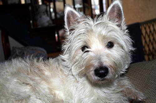 https://images.dog.ceo/breeds/terrier-westhighland/n02098286_6129.jpg