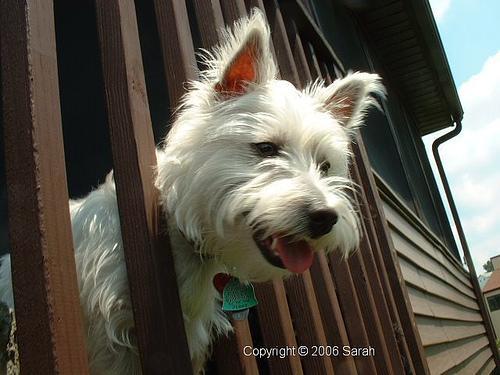 https://images.dog.ceo/breeds/terrier-westhighland/n02098286_6237.jpg