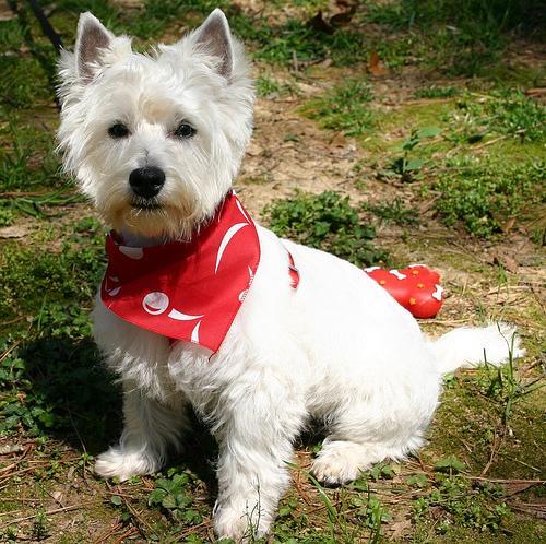 https://images.dog.ceo/breeds/terrier-westhighland/n02098286_6245.jpg