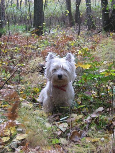 https://images.dog.ceo/breeds/terrier-westhighland/n02098286_626.jpg