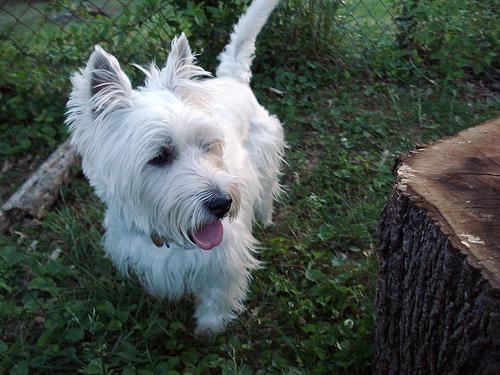 https://images.dog.ceo/breeds/terrier-westhighland/n02098286_642.jpg