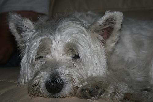 https://images.dog.ceo/breeds/terrier-westhighland/n02098286_696.jpg