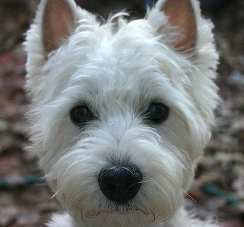 https://images.dog.ceo/breeds/terrier-westhighland/n02098286_839.jpg