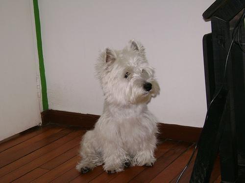 https://images.dog.ceo/breeds/terrier-westhighland/n02098286_945.jpg