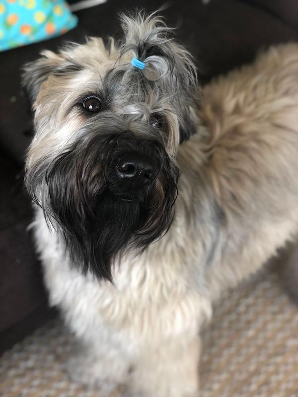 https://images.dog.ceo/breeds/terrier-wheaten/clementine.jpg