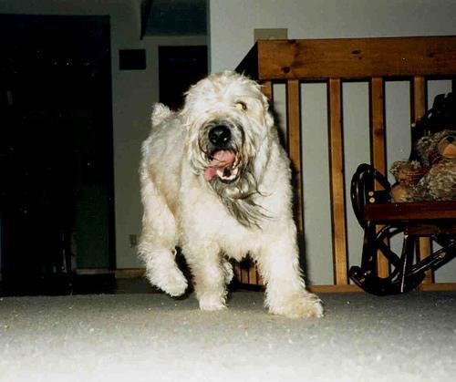 https://images.dog.ceo/breeds/terrier-wheaten/n02098105_100.jpg