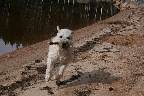 https://images.dog.ceo/breeds/terrier-wheaten/n02098105_1089.jpg