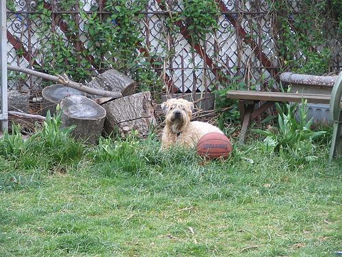 https://images.dog.ceo/breeds/terrier-wheaten/n02098105_1090.jpg