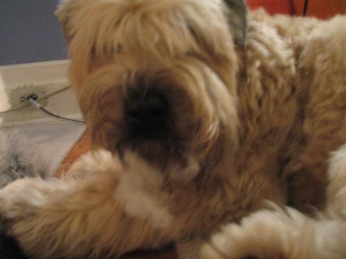 https://images.dog.ceo/breeds/terrier-wheaten/n02098105_1155.jpg