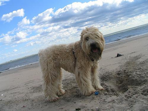 https://images.dog.ceo/breeds/terrier-wheaten/n02098105_1228.jpg