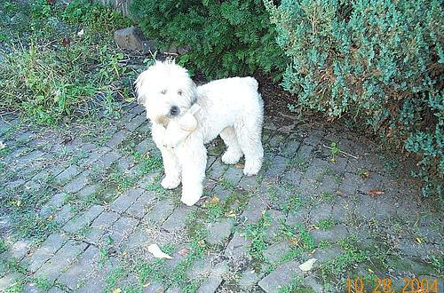 https://images.dog.ceo/breeds/terrier-wheaten/n02098105_1234.jpg