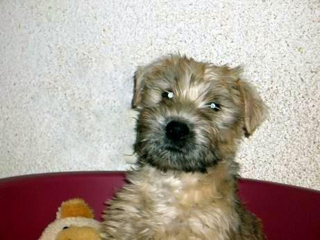 https://images.dog.ceo/breeds/terrier-wheaten/n02098105_1321.jpg