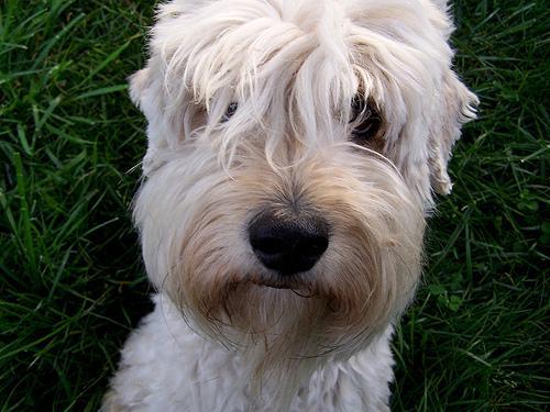 https://images.dog.ceo/breeds/terrier-wheaten/n02098105_1355.jpg