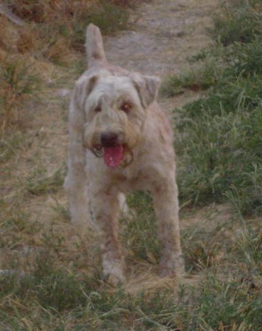 https://images.dog.ceo/breeds/terrier-wheaten/n02098105_1405.jpg