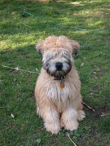 https://images.dog.ceo/breeds/terrier-wheaten/n02098105_1419.jpg