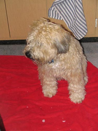 https://images.dog.ceo/breeds/terrier-wheaten/n02098105_1532.jpg