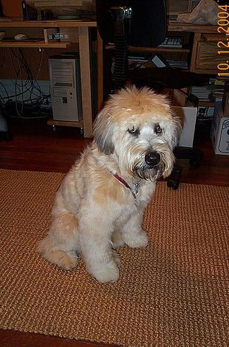 https://images.dog.ceo/breeds/terrier-wheaten/n02098105_1564.jpg