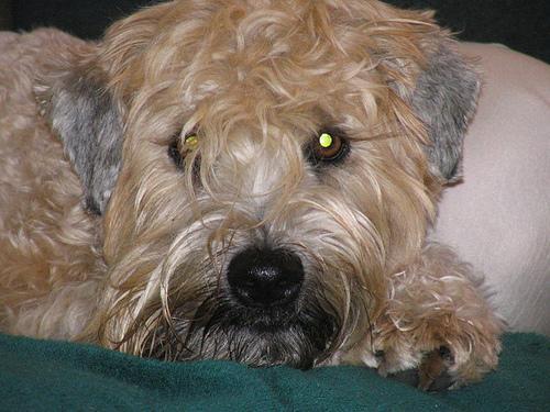 https://images.dog.ceo/breeds/terrier-wheaten/n02098105_1565.jpg