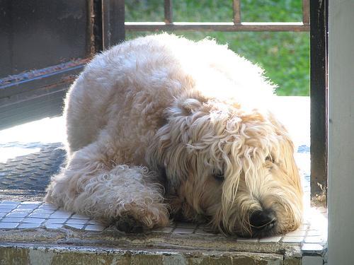 https://images.dog.ceo/breeds/terrier-wheaten/n02098105_1578.jpg