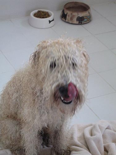 https://images.dog.ceo/breeds/terrier-wheaten/n02098105_1588.jpg