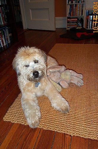 https://images.dog.ceo/breeds/terrier-wheaten/n02098105_1615.jpg