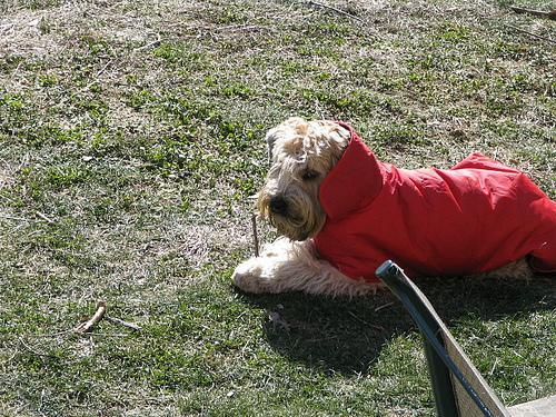 https://images.dog.ceo/breeds/terrier-wheaten/n02098105_162.jpg