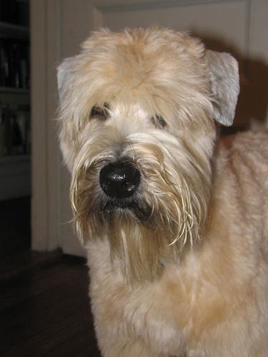 https://images.dog.ceo/breeds/terrier-wheaten/n02098105_1627.jpg