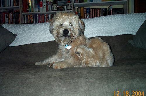 https://images.dog.ceo/breeds/terrier-wheaten/n02098105_1777.jpg