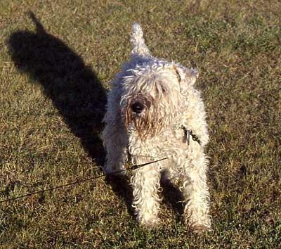 https://images.dog.ceo/breeds/terrier-wheaten/n02098105_1791.jpg