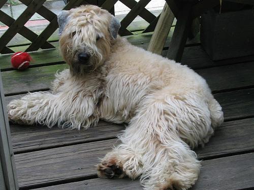 https://images.dog.ceo/breeds/terrier-wheaten/n02098105_1837.jpg