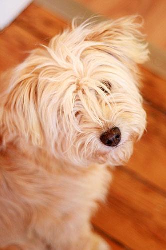 https://images.dog.ceo/breeds/terrier-wheaten/n02098105_2001.jpg