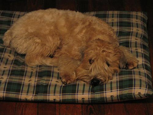 https://images.dog.ceo/breeds/terrier-wheaten/n02098105_2004.jpg