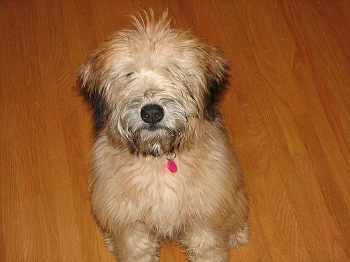 https://images.dog.ceo/breeds/terrier-wheaten/n02098105_205.jpg