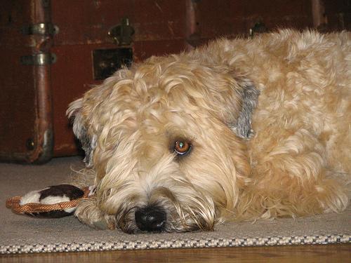 https://images.dog.ceo/breeds/terrier-wheaten/n02098105_2063.jpg