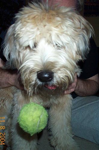 https://images.dog.ceo/breeds/terrier-wheaten/n02098105_2066.jpg