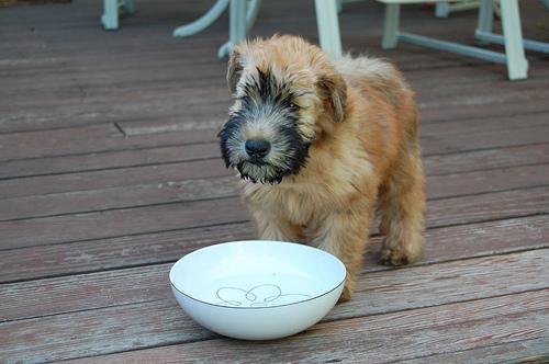 https://images.dog.ceo/breeds/terrier-wheaten/n02098105_2103.jpg