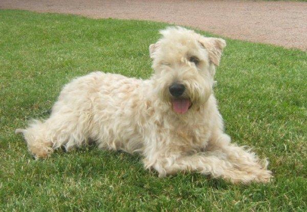 https://images.dog.ceo/breeds/terrier-wheaten/n02098105_214.jpg