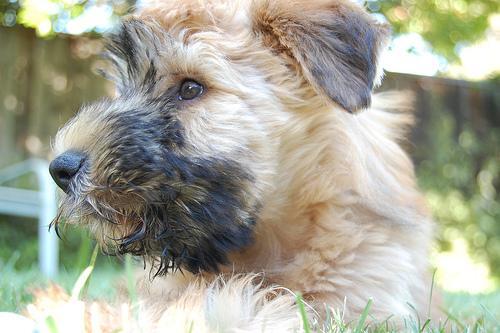 https://images.dog.ceo/breeds/terrier-wheaten/n02098105_2157.jpg