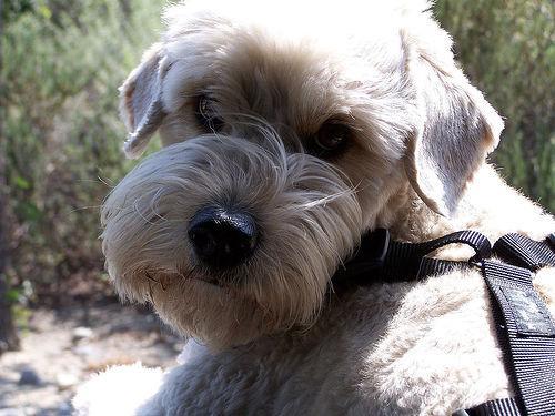 https://images.dog.ceo/breeds/terrier-wheaten/n02098105_2297.jpg