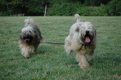 https://images.dog.ceo/breeds/terrier-wheaten/n02098105_2456.jpg