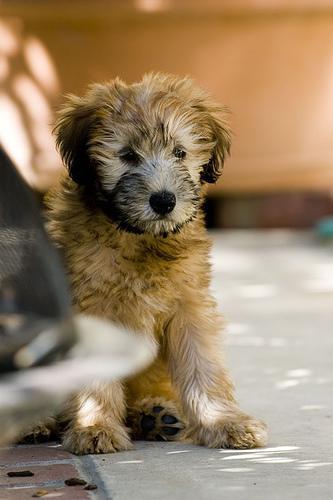 https://images.dog.ceo/breeds/terrier-wheaten/n02098105_2458.jpg