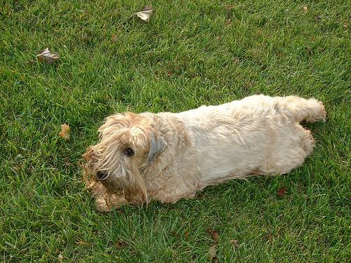 https://images.dog.ceo/breeds/terrier-wheaten/n02098105_2460.jpg