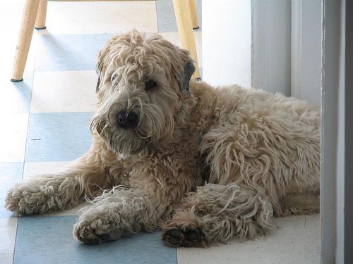 https://images.dog.ceo/breeds/terrier-wheaten/n02098105_2477.jpg