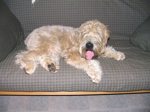 https://images.dog.ceo/breeds/terrier-wheaten/n02098105_257.jpg