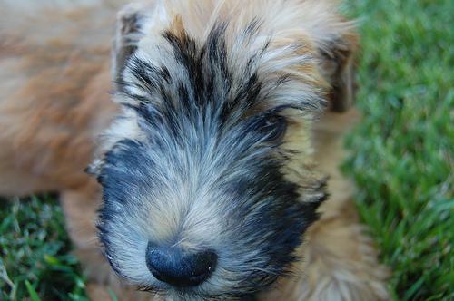 https://images.dog.ceo/breeds/terrier-wheaten/n02098105_2639.jpg