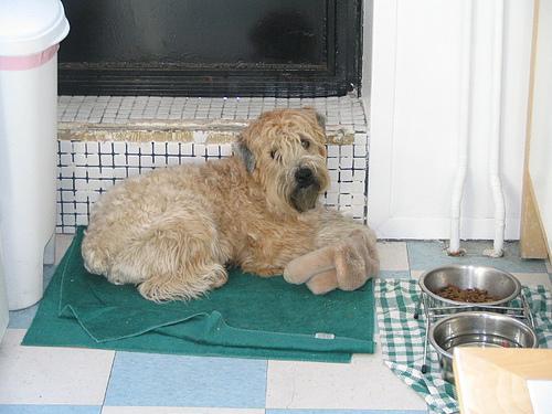 https://images.dog.ceo/breeds/terrier-wheaten/n02098105_2757.jpg